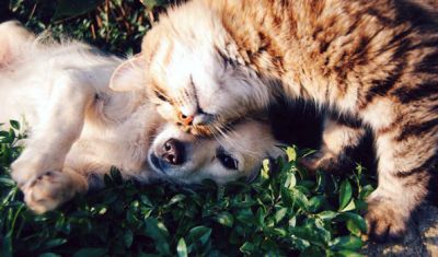 egészséges kutya és macska